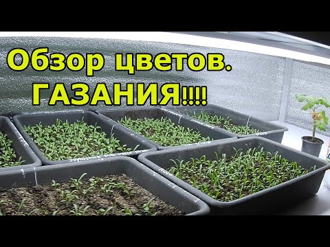 Выпал снег. Обзор цветов. Газания!