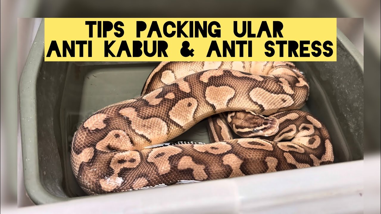 Panduan Packing & Kirim Reptil Ular Ballpython Lewat TIKI (Legal dan Aman) 