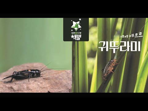 책별10호 베베 귀뚤귀뚤귀뚜르르한밤의연주자 귀뚜라미
