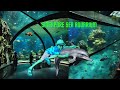 Singapore&#39;s SEA Aquarium Journey | Exploring the Ocean World