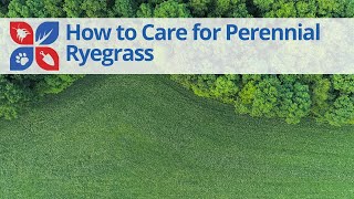 How to Care for Ryegrass | DoMyOwn.com