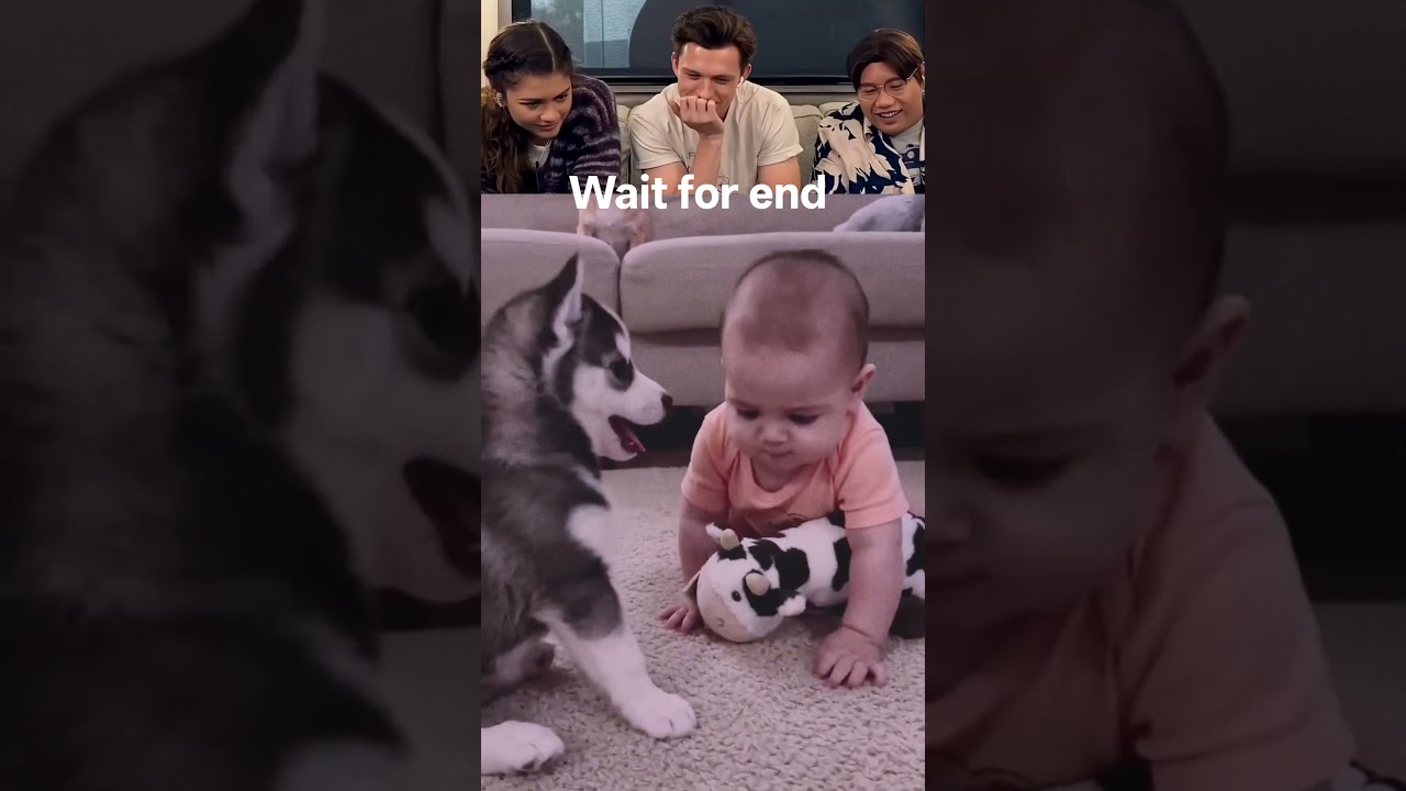 This Baby Couldn't Believe What the Puppy Did! 😱🐾 #petshub #funny #funnypuppy