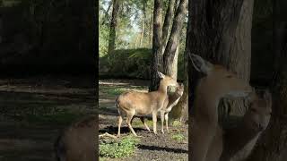 Deer animal encounter, ear washing edition #nature #deer #animal