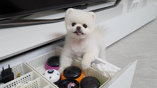 A puppy asking for treats