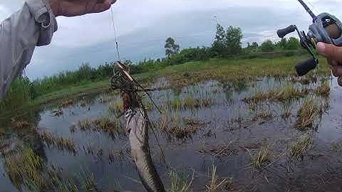 Câu Cá Lóc Trên Ruộng Lúa , Sảy cá Bự mà Bao Giật Cá Thiếu Nhi