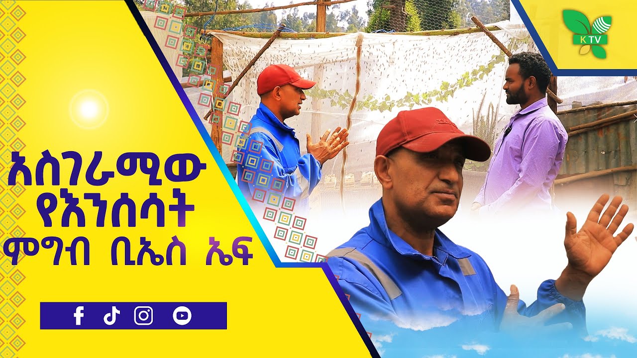ለዶሮ ለዓሳና ለአሳማ የሚጠቅመው ቢኤስ ኤፍ የተባለውን የእንሰሳት ምግብ የሚያመርተው አርሶ አደር በቀንዲልሾው የቀረበ