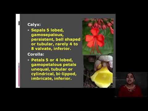 Video: Lantana Kutoka Familia Ya Verbenaceae