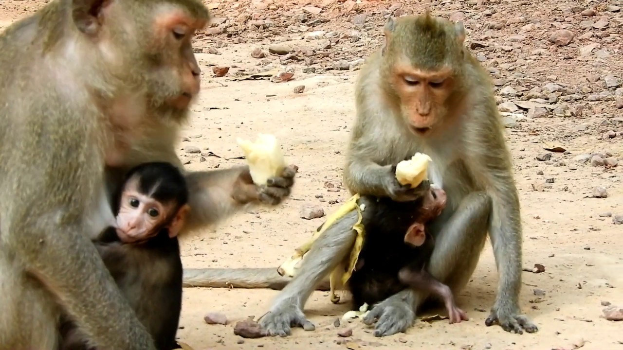 cute monkey pics Two babys cute small monkey-Infant monkey
