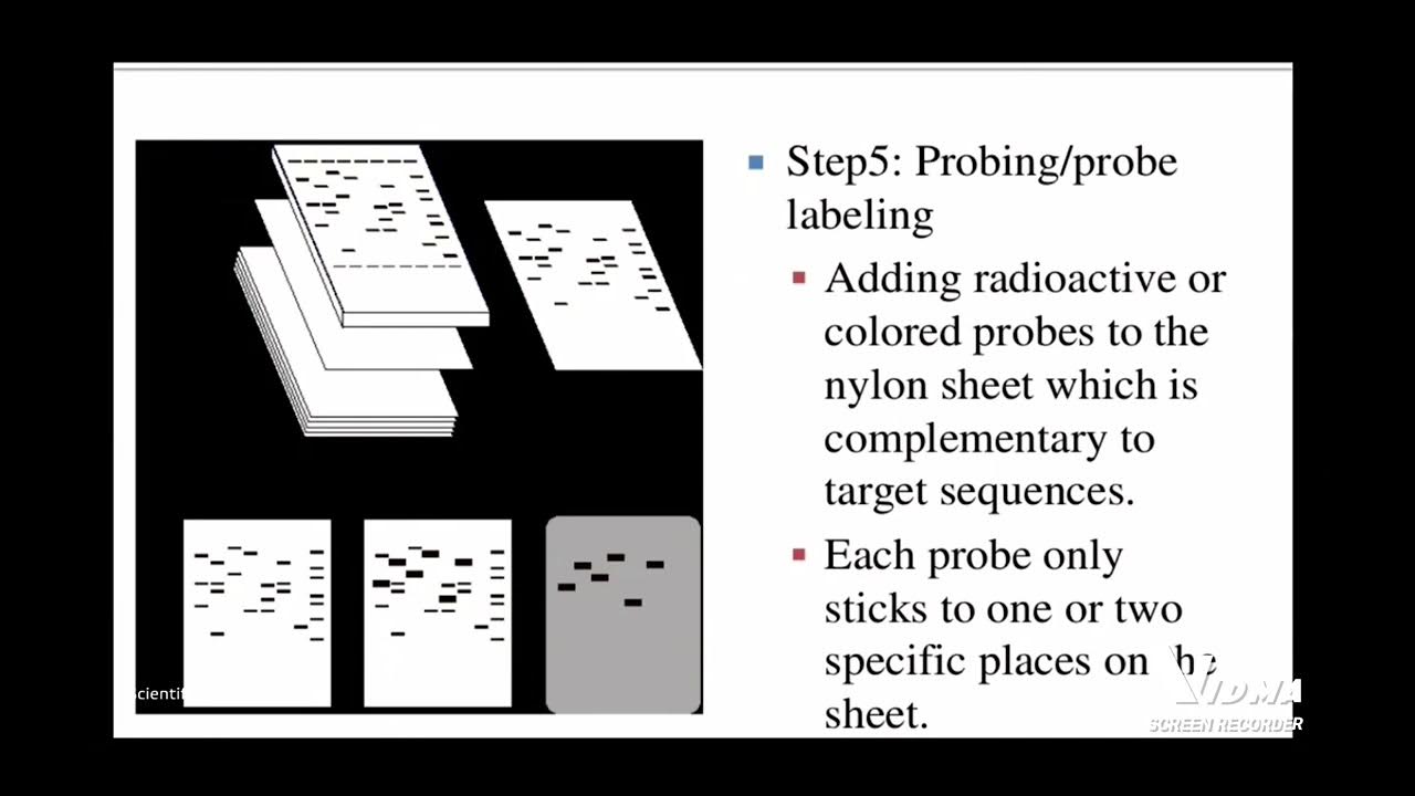  how does dna fingerprinting work youtube