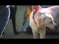 Puppy Love at Tulane- Training Service Learning Dogs Puppy Love at Tulane- Training Service Learning Dogs