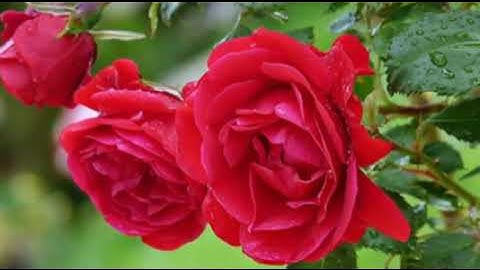 وصايا القران الكريم على بر الوالدين الشيخ عبد الباسط عبد الصمد 🥀🌷💐