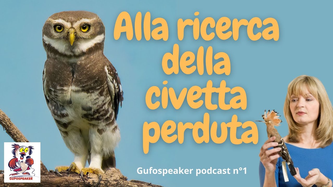 Alla ricerca della civetta perduta. 