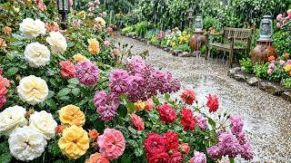 Soft Summer Rain on Velvet Roses ✨ Peaceful Garden Rain for Sleep and Stress Relief 4K ASMR screenshot 2