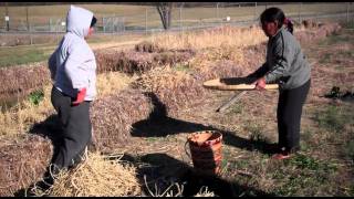 Montagnard Rice Harvest at NCAT