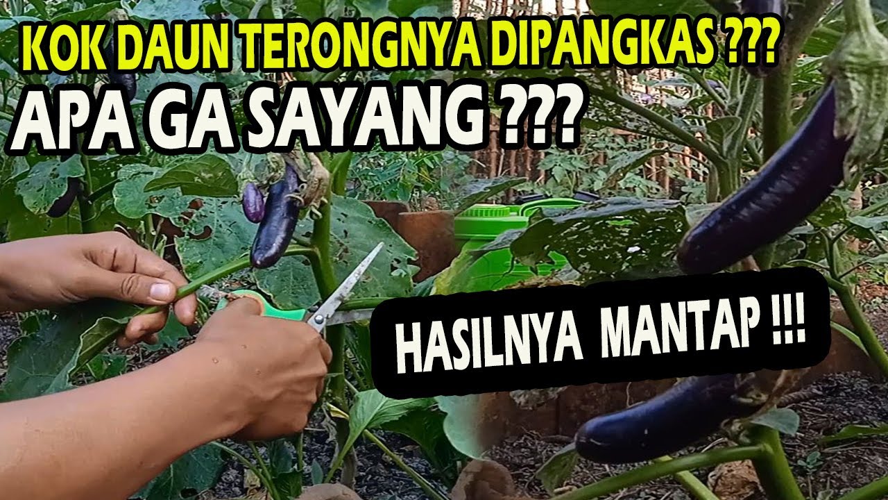 Kok Daun dan Tunas Airnya Dipangkas? Apa Ga Sayang? YouTube