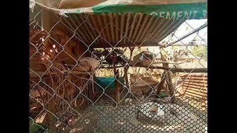 Qaib dib dib tuaj zoo nyiam nug tau