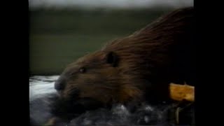La laguna de los castores [1987]