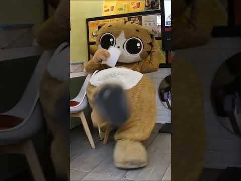 JHKTV] 신촌 명물고양이나 보스야  shin <strong>chon</strong> special <strong>cat</strong> i am boss #Shorts