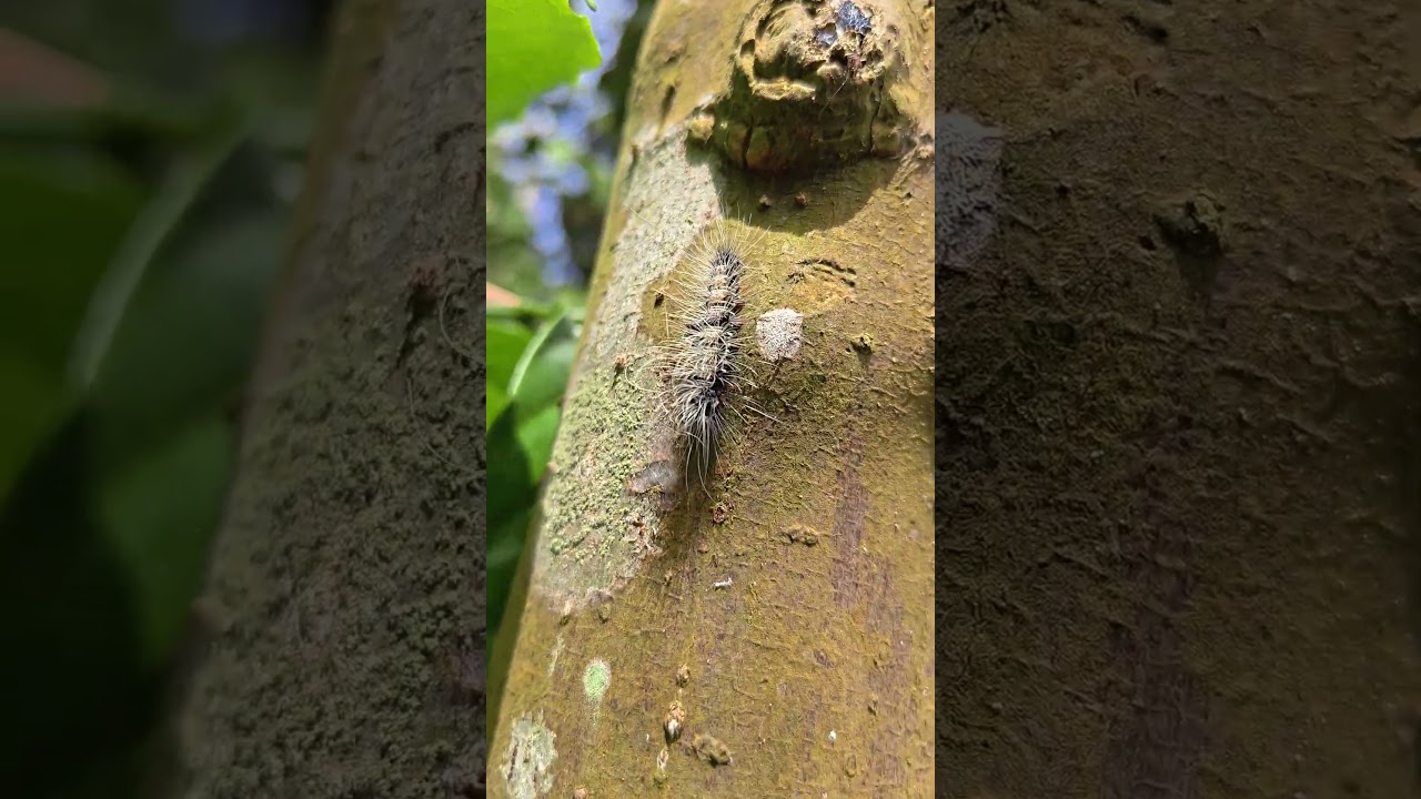Dekho Kaun Mila! 🐛 Nature Ka Ek Chota Sa Jadoo 🌳 #dayleyvlog #viral short#nature
