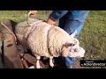 Ram bij de schapen doen/ Putting the ram together with the sheeps #30
