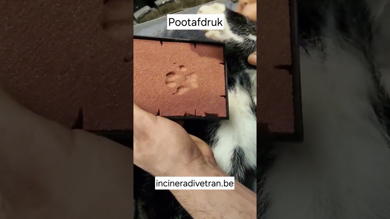 Pootafdruk nemen bij een overleden dier.