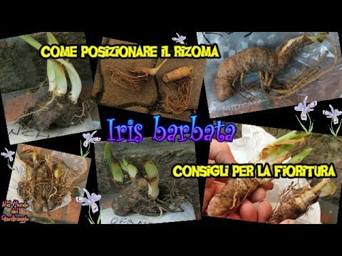 Video: Quando piantare le iris? Iris in crescita