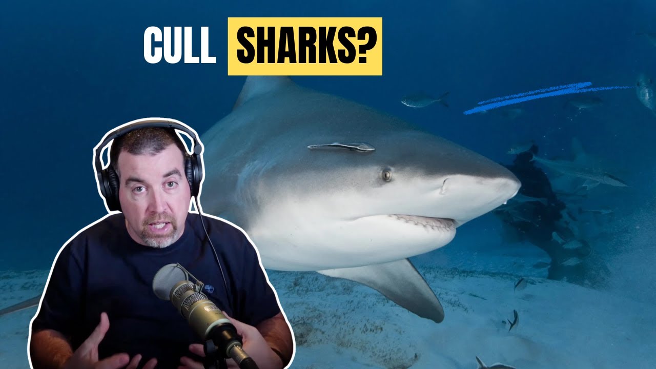 Should bull sharks be culled? The truth behind shark bites and how people can actually stay safe