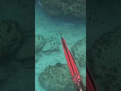 How to spear a bad barracuda
