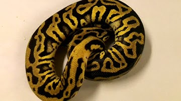 Pastel Leopard 50% Het Pied Ball Python