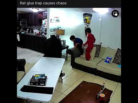 Poor little boy attacked by a RAT😱 || Rat Glue Trap causes chaos to this Family #funnyvideo