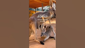 قران كريم بصوت جميل جدا جدا جدا