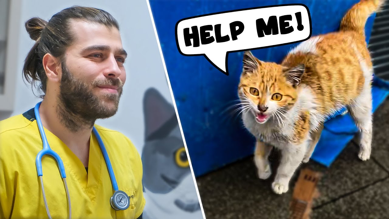 Спасение замерзшего и голодного бродячего кота! (Одинокий котенок был так напуган!)