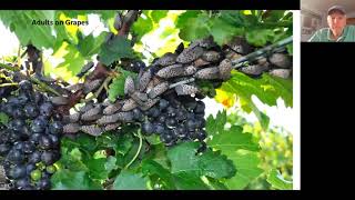 Spotted Lanternfly -- learn what you need to know about this invasive pest!