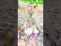 What's happen monkey? #MetfoneStars #animals #monkey #monkeyface #amazing #funnymonkeys