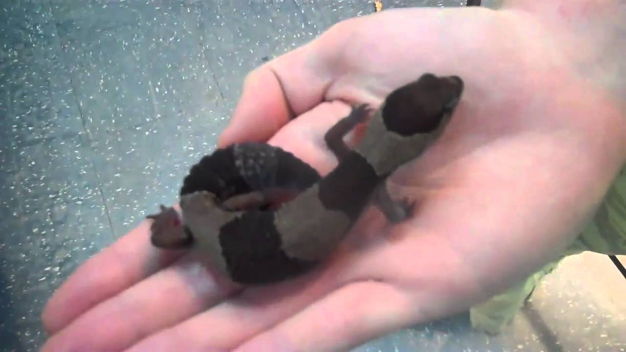 tarantula spider SLIMEY STEVE AND HIS STUNNING FAT TAILED GECKO!