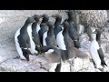 Bird Behavior and Ecology in Glacial Regions