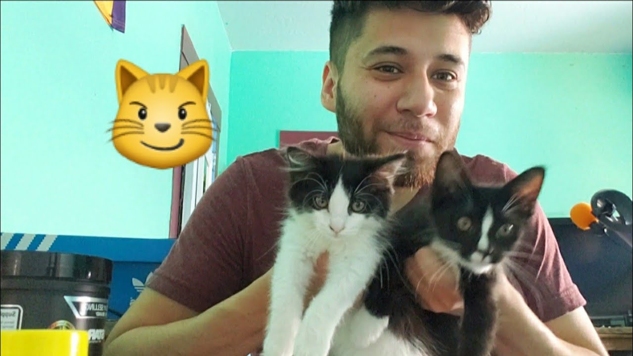 ASMR With Kittens! Cats 😸😼🐈 YouTube