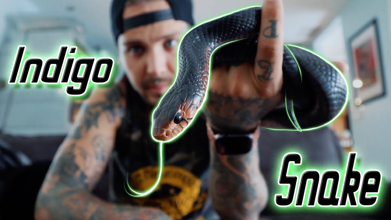 tattoos snack The Best Looking Snake Ever! My all time Favorite. Eastern Indigo Snake