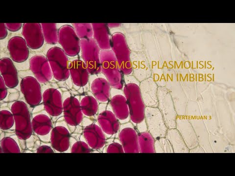 Video: Perbezaan Antara Plasmolisis Dan Deplasmolisis