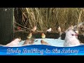 Birds Bathing in the Aviary.