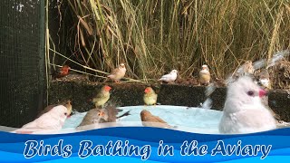 Birds Bathing in the Aviary.