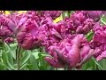 Tulip 'Blue Parrot' - FarmerGracy.co.uk