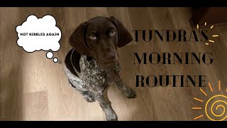 My Dog's Morning Routine | 4 month old German Shorthaired Pointer Puppy I