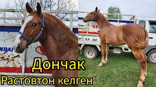 Дончак сатылат тел:+996 708 010 445. Цена:3500$.