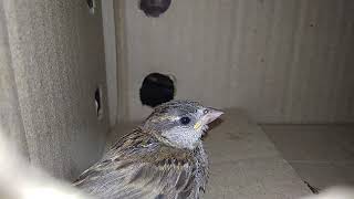 Disabled Baby Sparrow Chirping For Mother Yeh Bhi Binod
