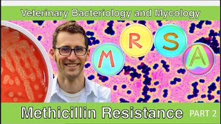 Methicillin Resistance (Part 2) - Veterinary Bacteriology and Mycology
