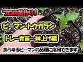 【育苗のプロが教える!】ピーマン・トウガラシ類の苗作り トレー育苗~鉢上げ編(セルトレー)あらゆるピーマンの品種に応用できます
