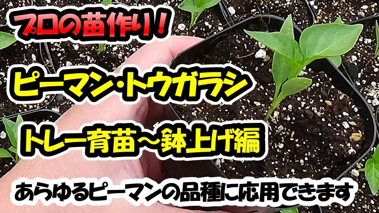【育苗のプロが教える！】ピーマン・トウガラシ類の苗作り　トレー育苗～鉢上げ編（セルトレー）あらゆるピーマンの品種に応用できます