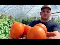 Farmer shares secret to growing quality tomatoes 