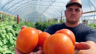 Farmer Shares SECRET to Growing Quality Tomatoes